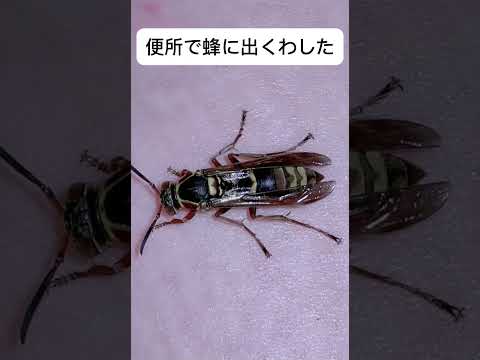 便所で蜂に出くわした笑 #shorts