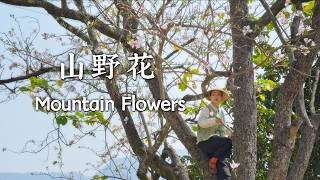 April in Yunnan is a paradise for eating wild mountain greens.【滇西小哥】