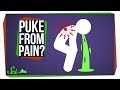 Understanding Pain-Induced Vomiting