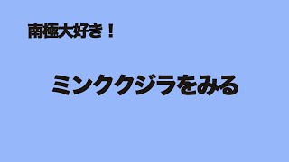 南極大好き！ミンククジラをみる