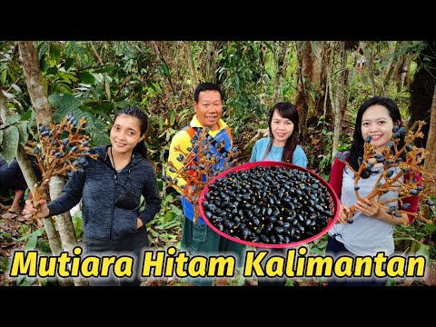 PANEN MUTIARA HITAM HARTA KARUN KALIMANTAN || BUAH DABAI