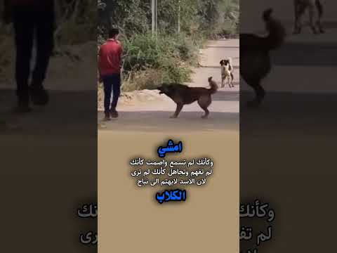 امشي وكانك لاتسمع ولاتفهم ولاترى لان الاسد لايهتم لنباح الكلاب #shortvideo #اكسبلور#حالات_واتس#لايك