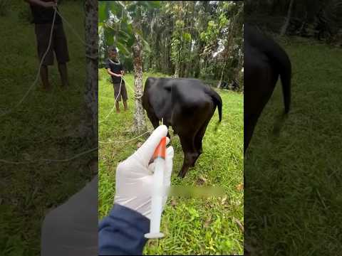 How to give injections to cows