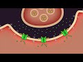 Neurotransmission and Acetylcholine Dynamics