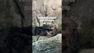 New Rescued Sea Otters at the Aquarium of the Pacific