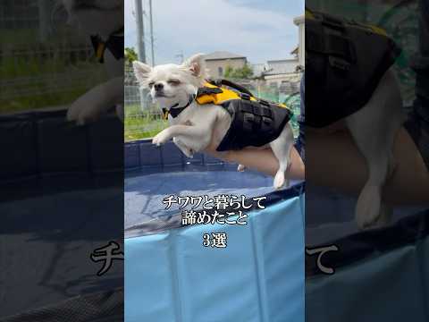 みんなの諦めた事教えて🐶#チュワワ#犬のいる生活 #あるある #チワワ