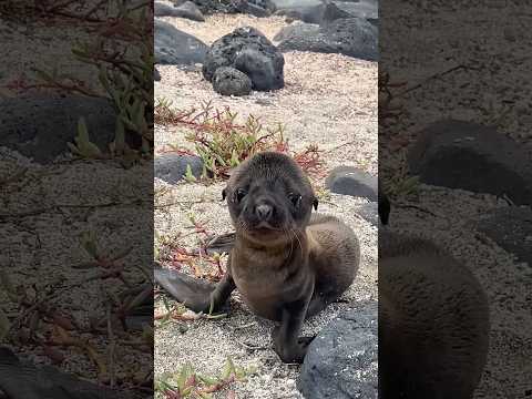 Galápagos Islands:Chillest residents you’ll ever meet🦭#fyp #funnyanimals #animals #cute