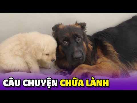 Chú Chó chăn cừu Đức và câu chuyện chữa lành đầy cảm động 😥