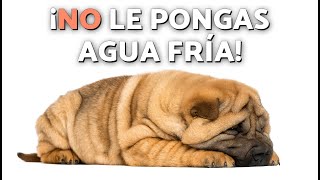 ❌ ¡NO hagas ESTO si tu PERRO sufre un GOLPE de CALOR! 🧊☀️ (¿Tratamiento casero?)