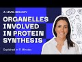 Cellular Functions in Protein Synthesis