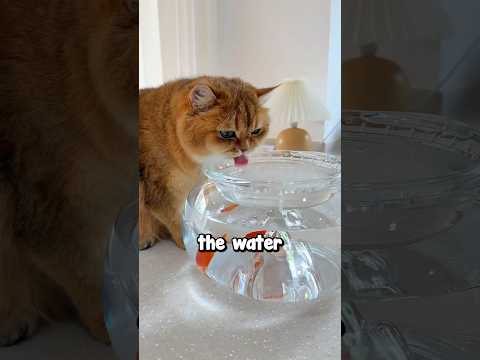 Tricking Cats Into Drinking Water 😂❤️