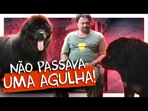MASTIM TIBETANO, O MAIS TEMIDO DO MUNDO! | RICHARD RASMUSSEN