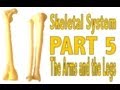 Human Bones and Their Functions