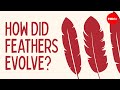 Evolution and Function of Feathers
