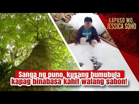 Sanga ng puno, kusang bumubula kapag binabasa kahit walang sabon! | Kapuso Mo, Jessica Soho