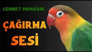Cennet papağanı Çağırma Sesi ! Sevda Papağanı Sesi #lovebirds
