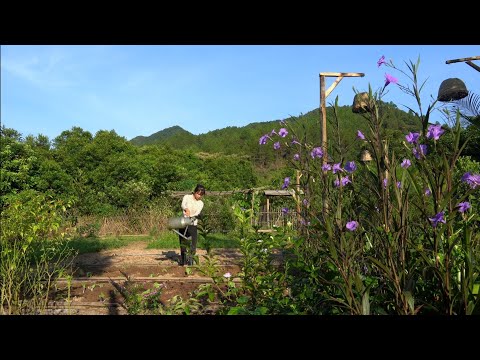 Harvesting: From the Black Bean Garden 🫛 to a Cozy Bowl of Porridge – A Natural Process