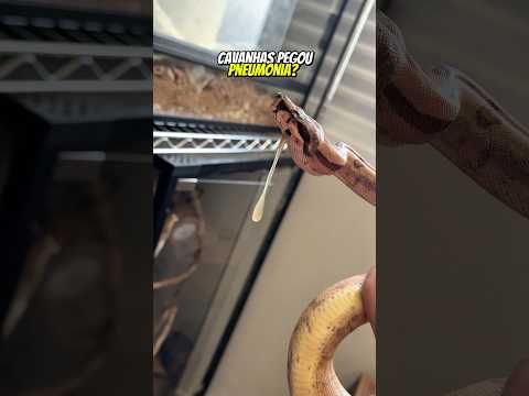 A MINHA COBRA PEGOU PNEUMONIA? | wildboppre #shorts