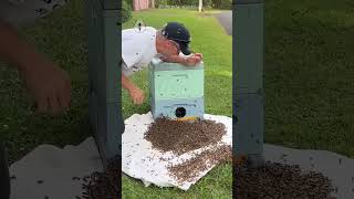 Man Helps Bees Find New Home