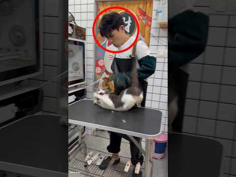 angry cat attacks doctor 🤯