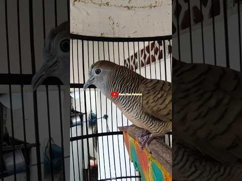 Pancingan perkutut paling ampuh di tawar 5 JT #shortvideo #perkututlokal #stevechenperkutut