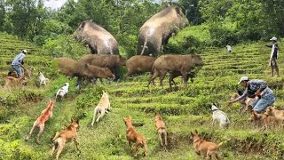 PENGHUNI HUTAN PUNCAK BUKIT BERHAMBURAN KELUAR SARANG