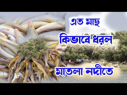 এত মাছ কিভাবে ধরলো জেলেরা মাতলা নদীতে/দেখলে আশ্চর্য হয়ে যাবেন