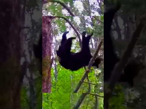 “Bear on Tree Shot with Arrow” #hunting #hunthowdown #bowhunting #bearcall
