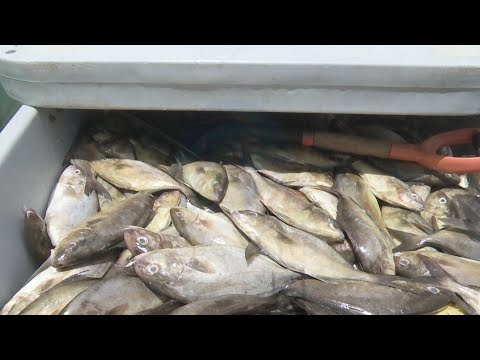 YouTube video thumbnail: Cost of Some Species of Fish Falls to Lowest in a While
