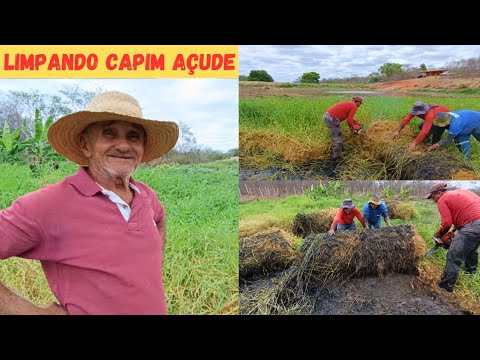 Vejam Só Como Tirar Capim no Motosserra Limpando Capim pra Afundar Açude no Sítio