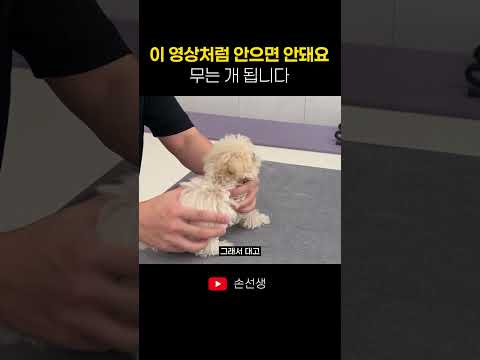 강아지 안아줄 때 주의사항