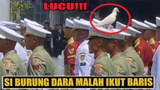 LUCU Burung Dara Hinggap di Kepala Prajurit TNI Saat Berbaris Hingga Tetap Berdiri Tegap