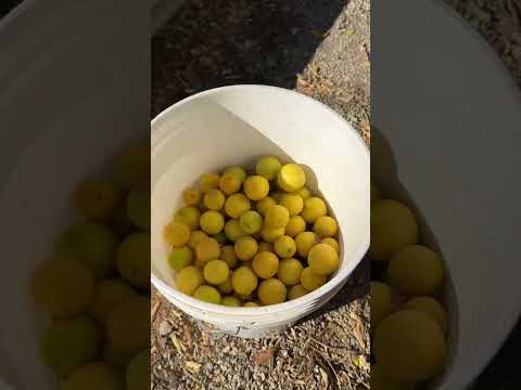 my offering 🍋‍🟩🍋💚 #garden #gardening #citrus #slowliving #sustainableliving