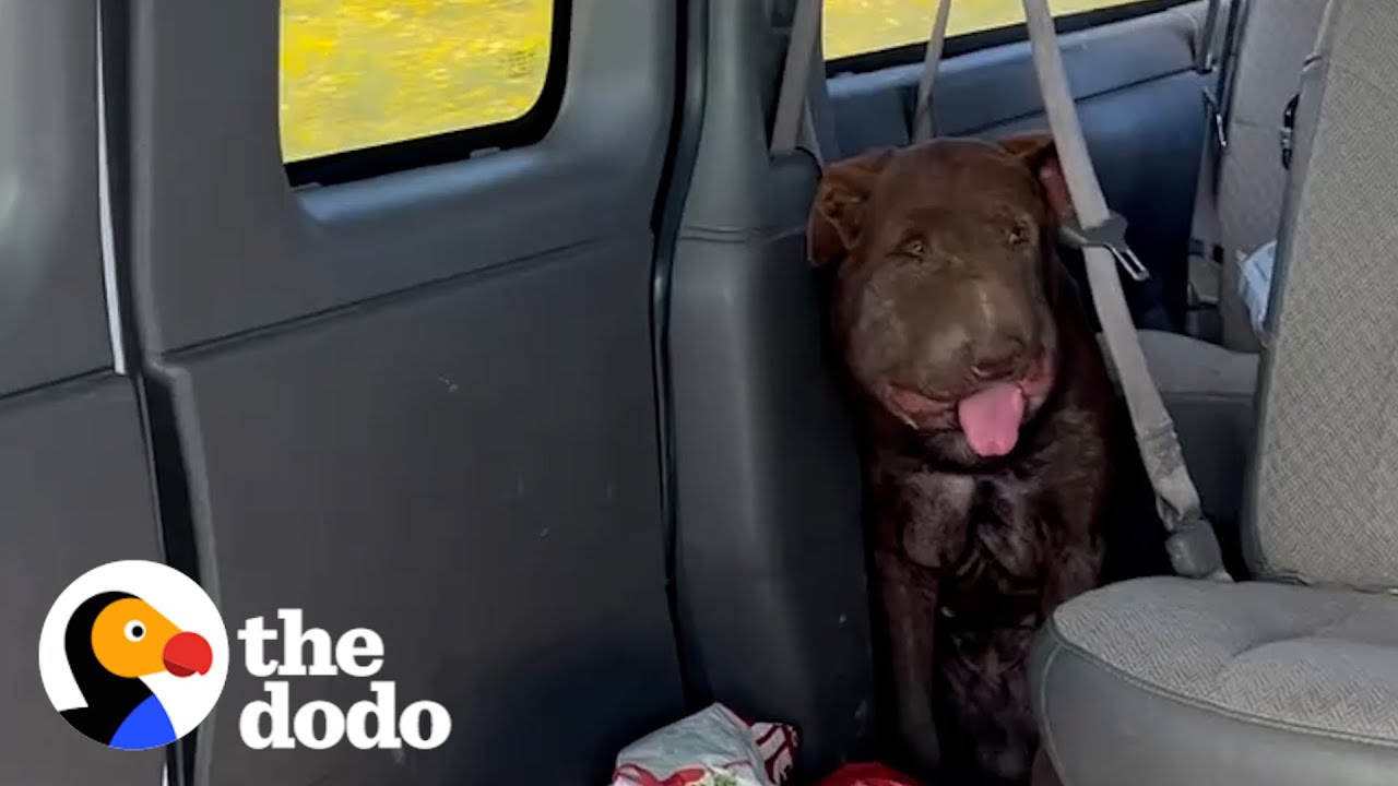 This Dog Looks Completely Normal Now - The Dodo