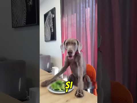 Domnisoara A Dat Cainilor Legume 😂