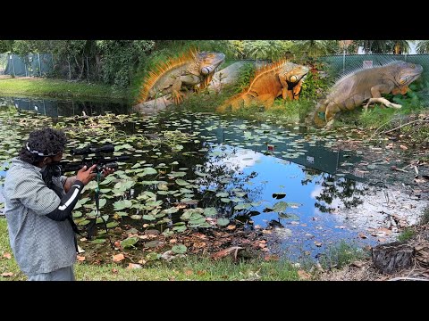 Hunting iguana Nest with Air Rifle and Golf-cart in Private Golfcourse Community!!