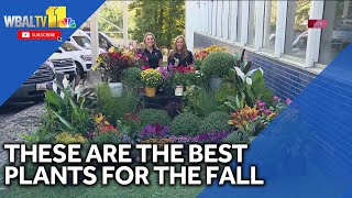 The best plants for the fall