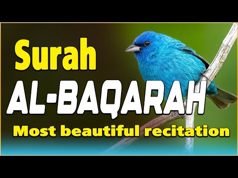 Surah Al Baqarah Full سورة البقره | Relaxing Calming & Heart Touching Quran