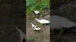 #ducks #fyp #shorts #filipinagerman #foryoupage #shortvideo #