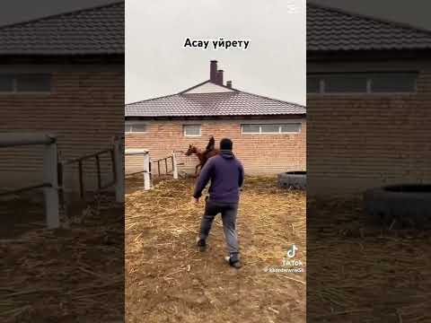 асау үйрету
