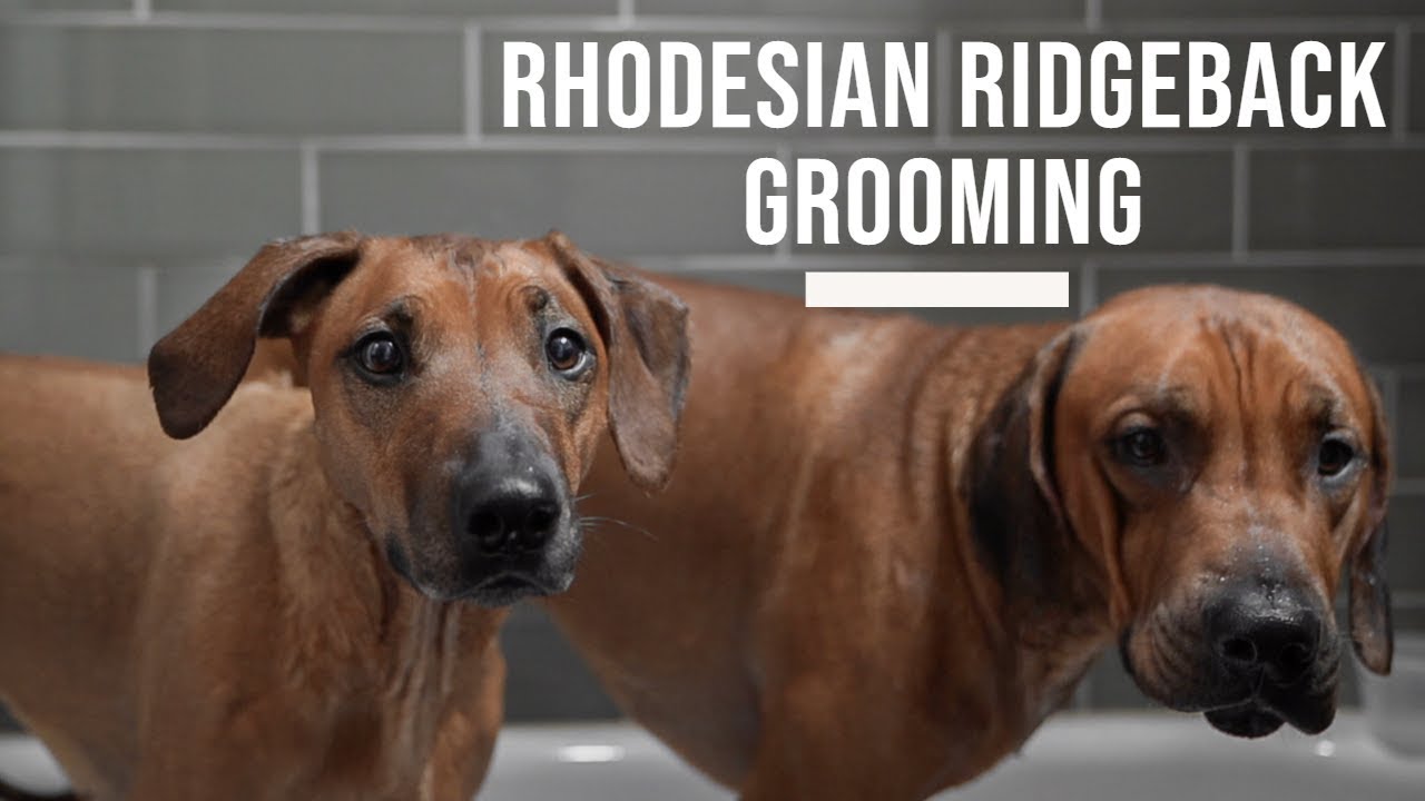 Rhodesian Ridgeback Grooming and Bathing Tips Video Thumbnail