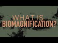 Understanding Biomagnification