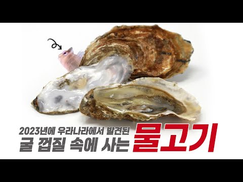 이제 굴을 드실 때 꼭 이 물고기가 있는지 확인해 보세요! (실제 주문한 굴에서 이 물고기가 살아 있었다고 합니다!)