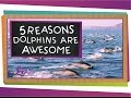 Dolphins: Fascinating Marine Mammals