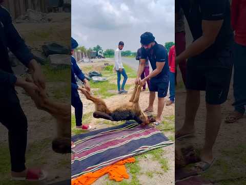 Pawan Sahu का कुत्ता 🐕 मर गया ?