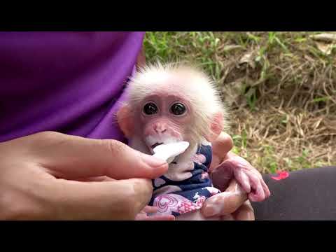 Baby monkey Bibo eats grapes and drinks yogurt