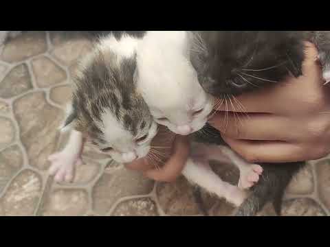 "Rescate Increíble: Gata y sus Gatitos Encontraron un Hogar 🐱❤️"