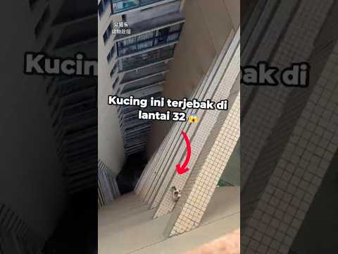 Misi penyelamatan kucing dari bangunan tinggi 😱
