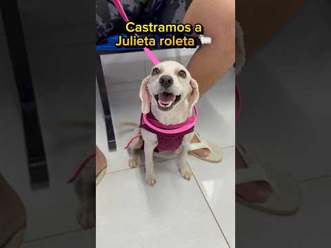 CASTRAMOS A JULIETA ROLETA 🐩💓 #cachorro #cachorros #cachorrosfofos #poodle #poodles #veterinaria