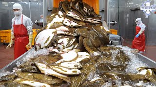 이게 K-FOOD 공장! 광어 한마리 해체 단 15초,연간 1000톤 광어 필렛 대량생산 / Korean food factory